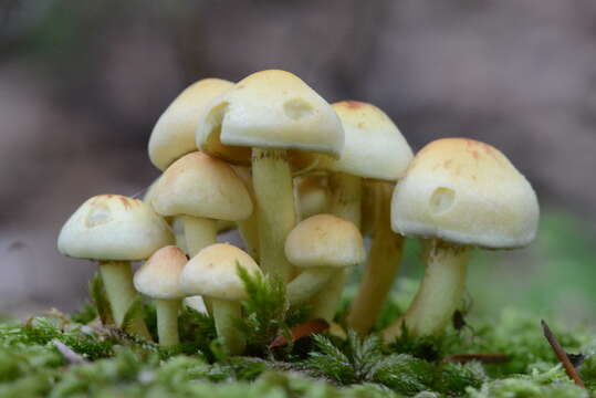 Imagem de Hypholoma fasciculare (Huds.) P. Kumm. 1871