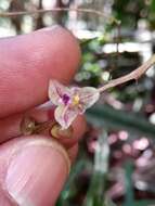Image of Bulbophyllum sandrangatense Bosser