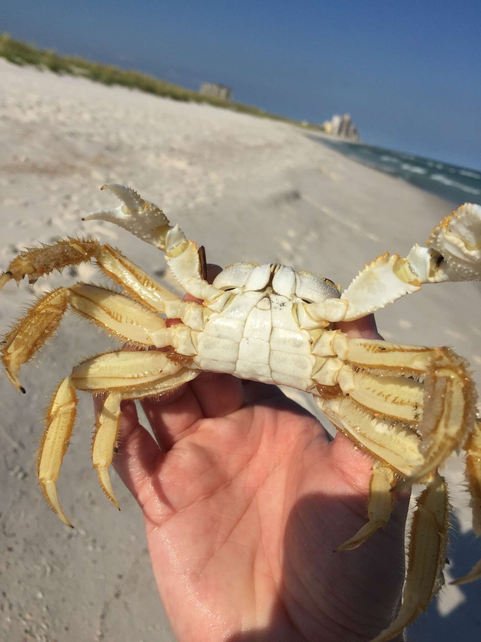 Image of Atlantic Ghost Crab