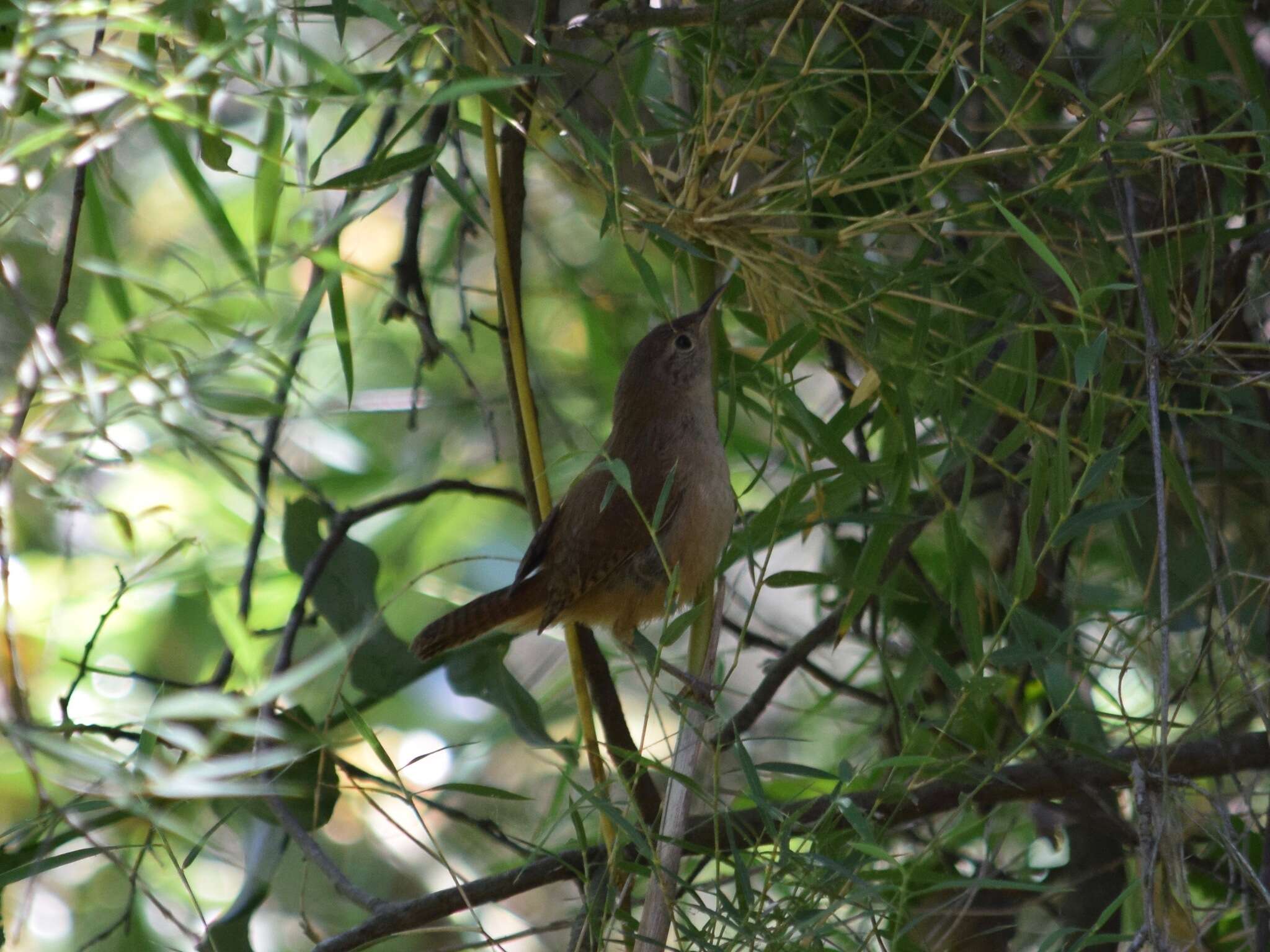 Image of Troglodytes aedon chilensis Lesson & R 1830