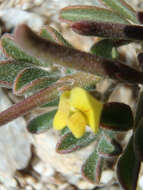 Image of strigose bird's-foot trefoil