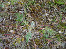 Image of pretty cinquefoil