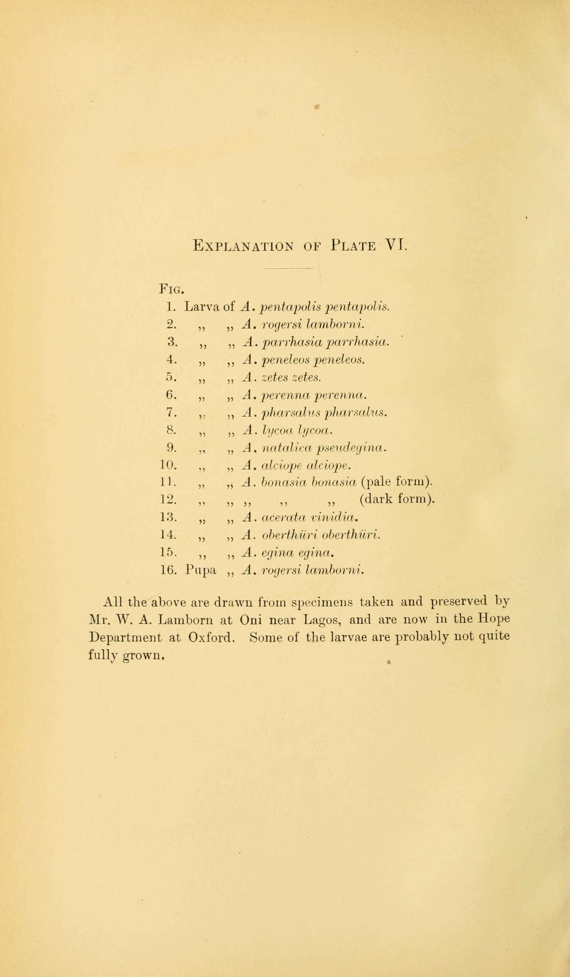 Image of Acraea zetes Linnaeus 1758