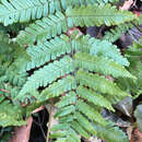 Image of Autumn fern