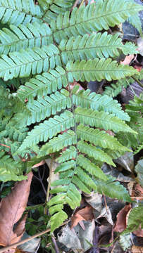 Image de Dryopteris erythrosora (D. C. Eat.) O. Kuntze