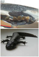 Imagem de Ambystoma mexicanum (Shaw & Nodder 1798)