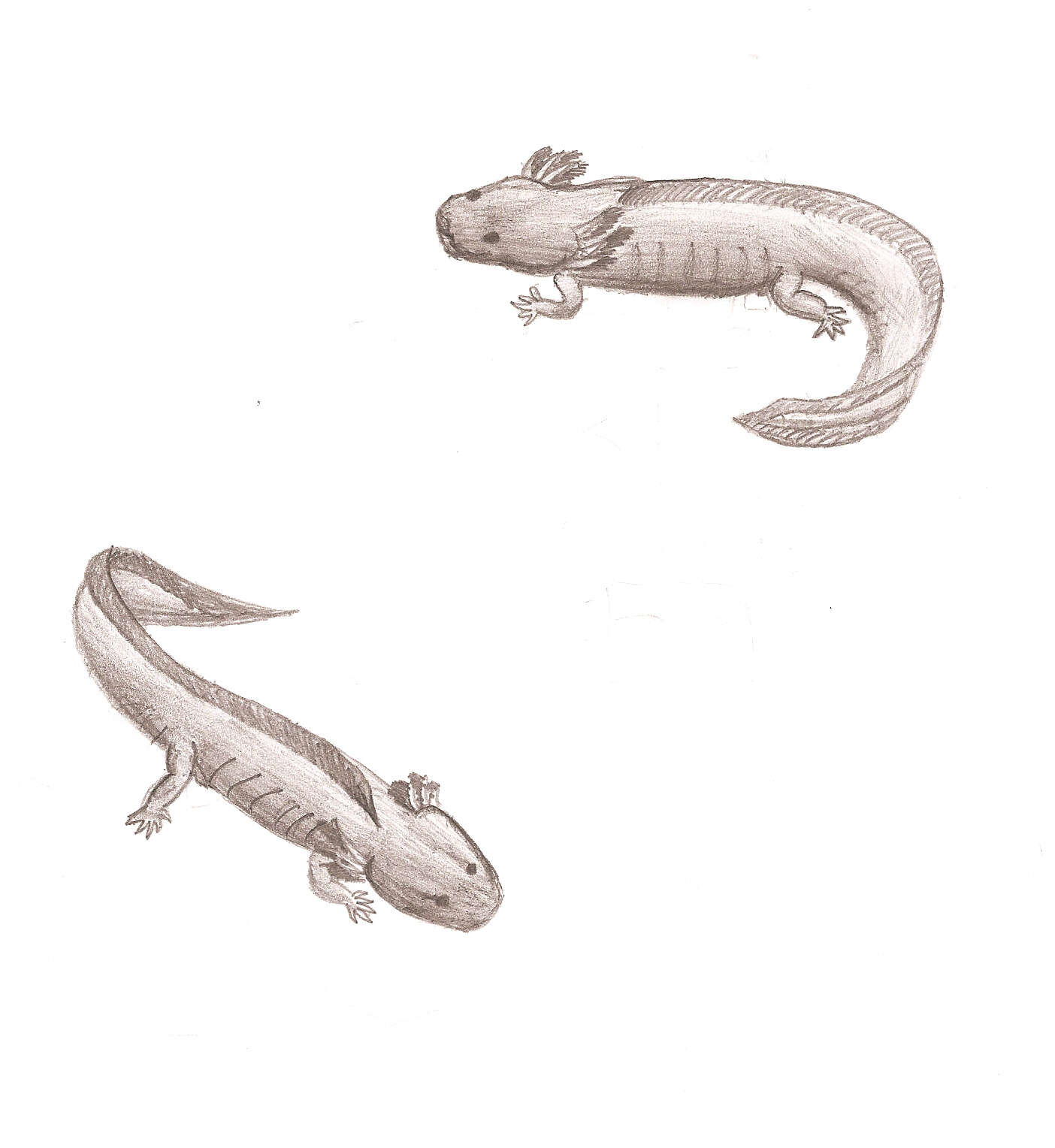 Imagem de Ambystoma mexicanum (Shaw & Nodder 1798)