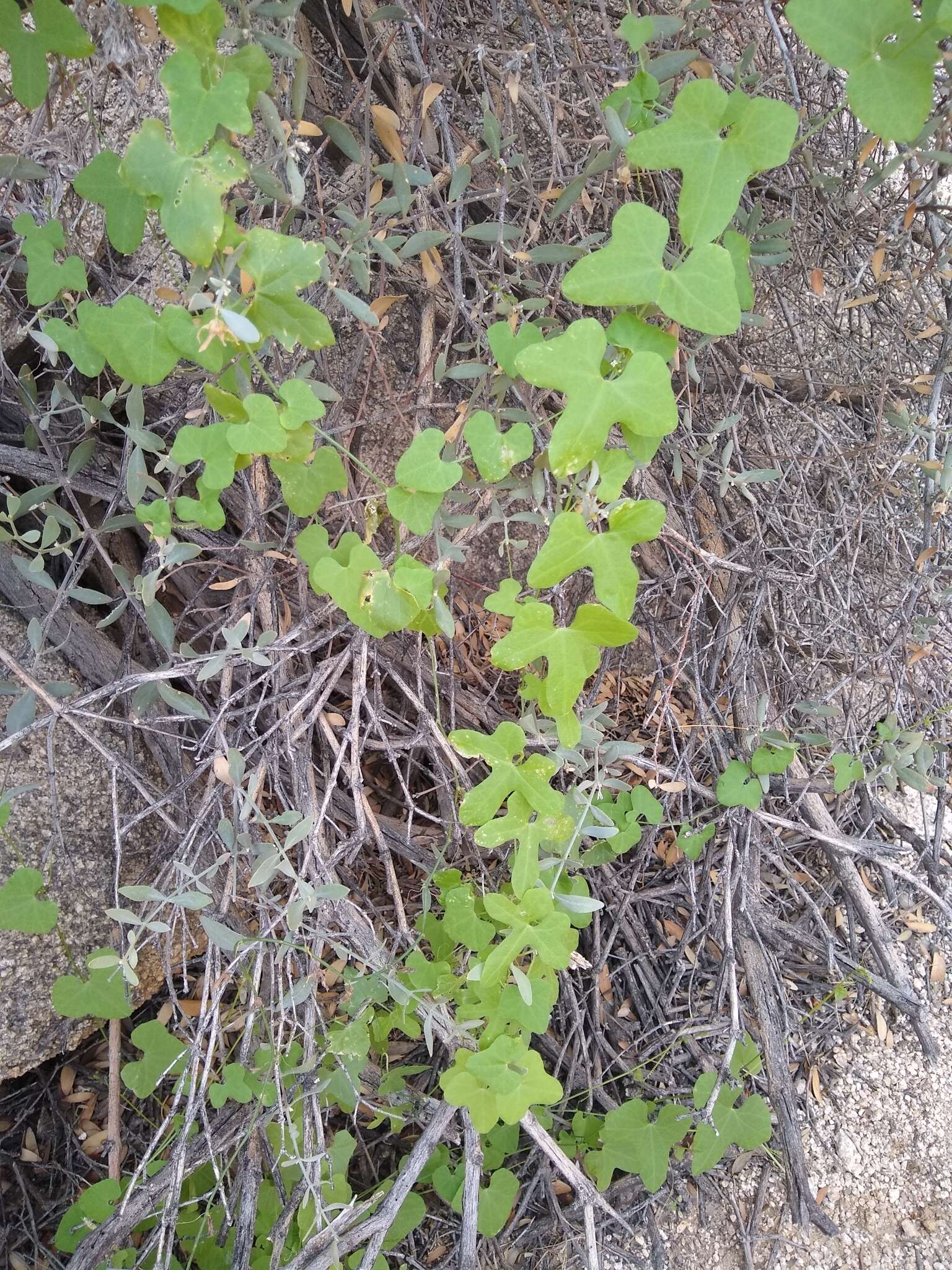 Image of desert starvine