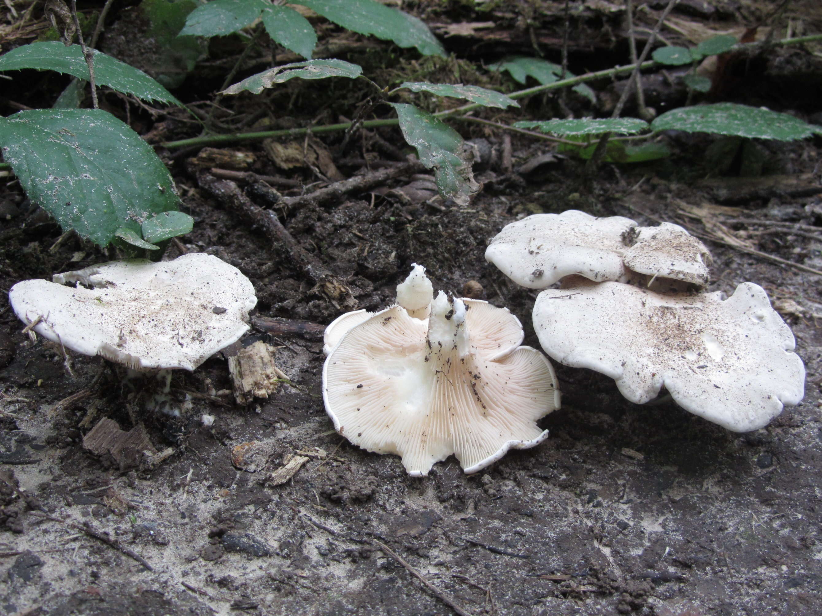 Image of Sweetbread mushroom