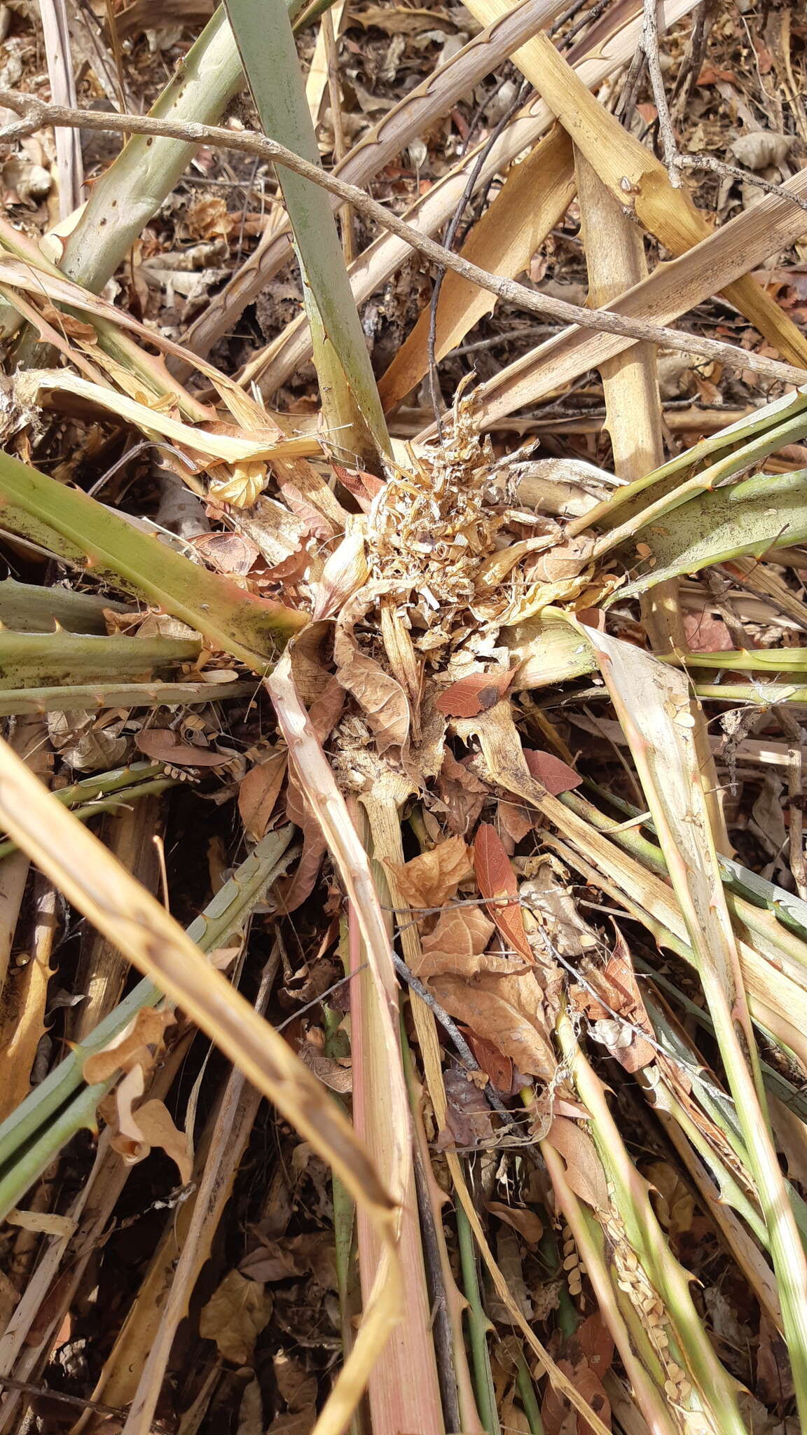 Image of Bromelia hemisphaerica Lam.