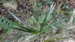 Image of Angraecum pusillum Lindl.