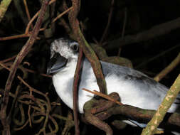 Image of Broad-billed Prion