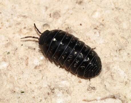 Image of Pill woodlouse