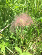 Image of old man's whiskers