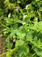 Image de Heliotropium angiospermum Murray