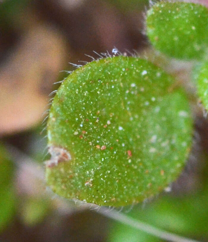 Image of Parietaria cretica L.