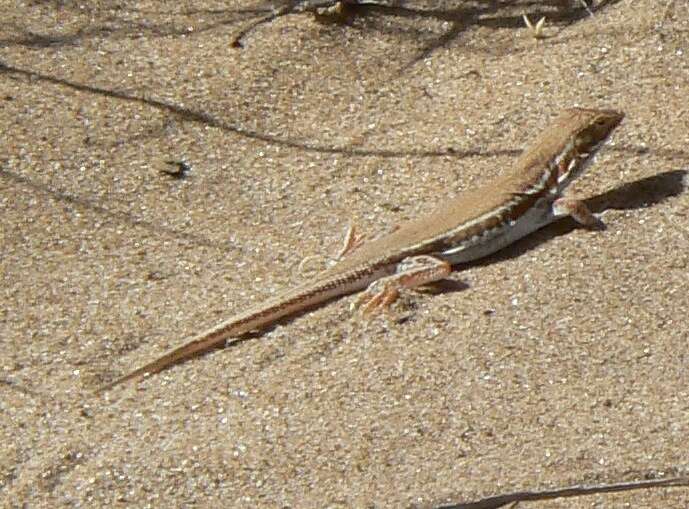 Image of Wedge-snouted Desert Lizard