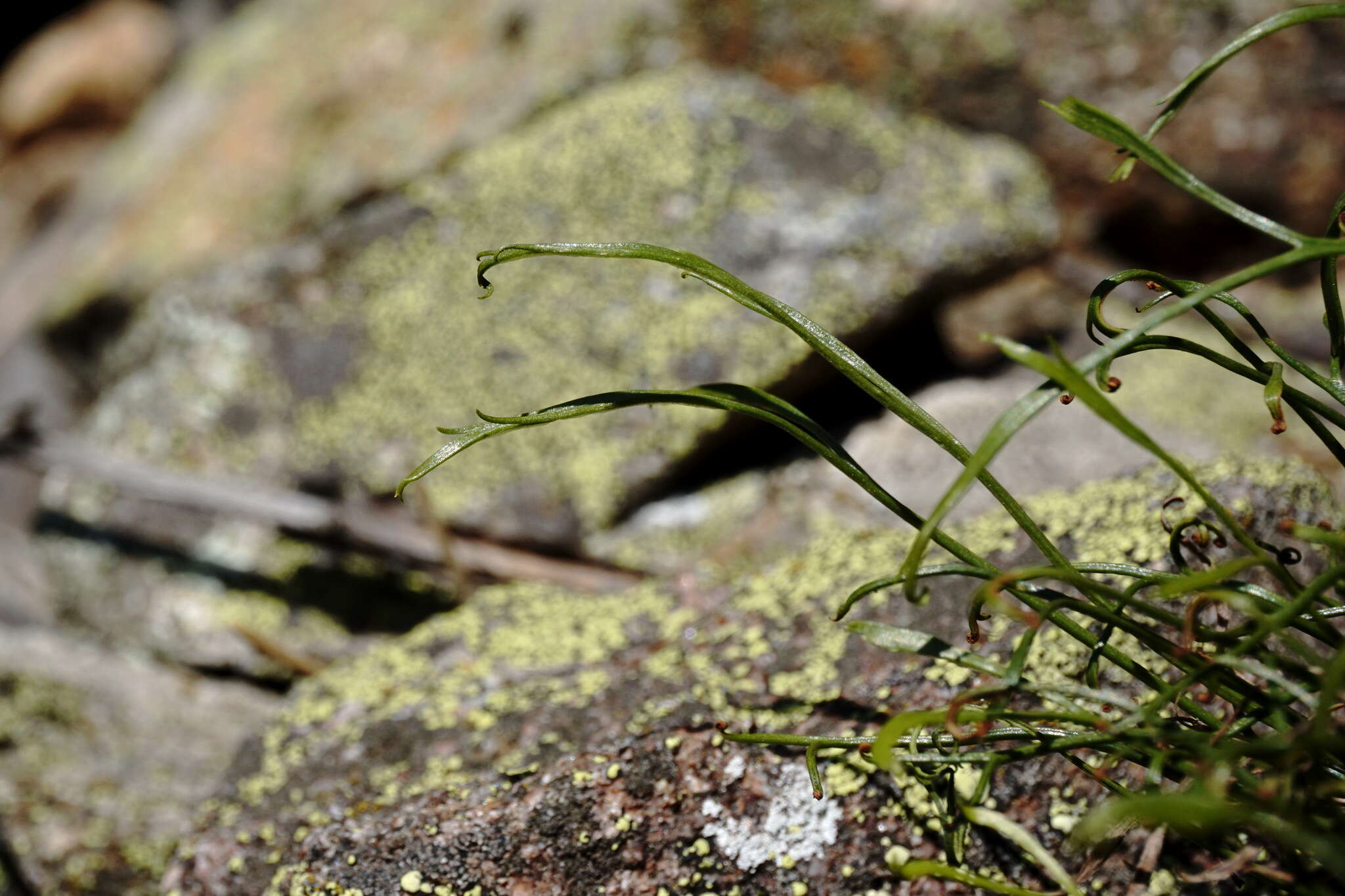 Asplenium septentrionale subsp. caucasicum Fraser-Jenkins & Lovis resmi