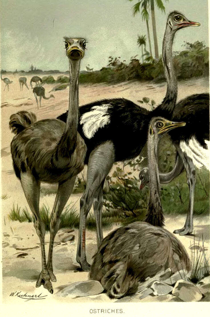 Image of ostriches