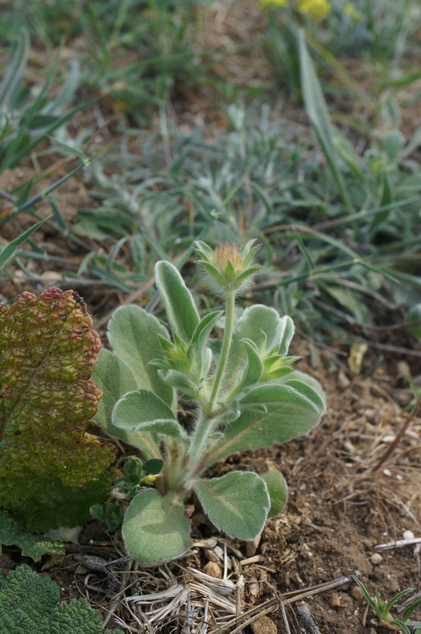 Image of Lomelosia brachiata (Sm.) W. Greuter & Burdet