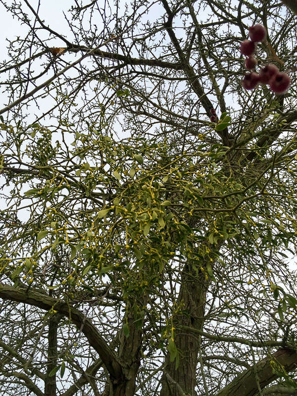 Image of European mistletoe