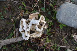 Image of basket fungi