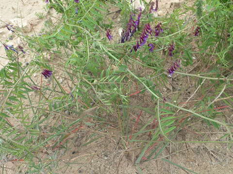 Image of Vicia eriocarpa