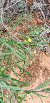 Image de Eremophila longifolia (R. Br.) F. Muell.