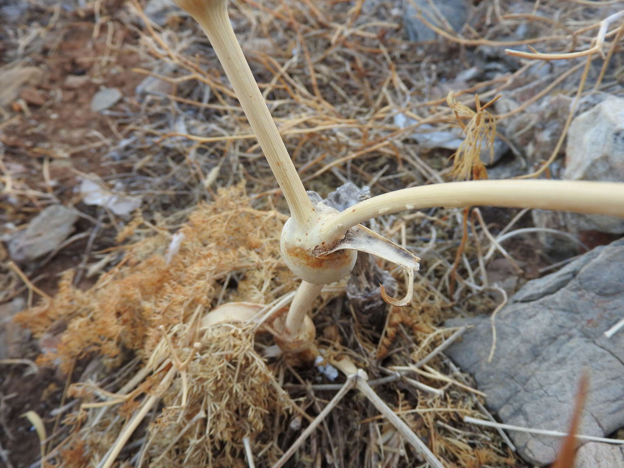 Ferulago nodosa (L.) Boiss. resmi