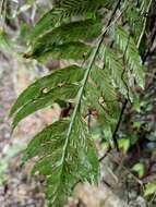 Image of Asplenium wrightii Eaton ex Hook.