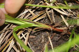 Imagem de Carex debilis Michx.