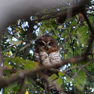 Image of African Wood Owl