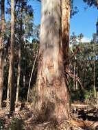 Image of mountain gray gum