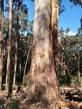 Imagem de Eucalyptus cypellocarpa L. A. S. Johnson