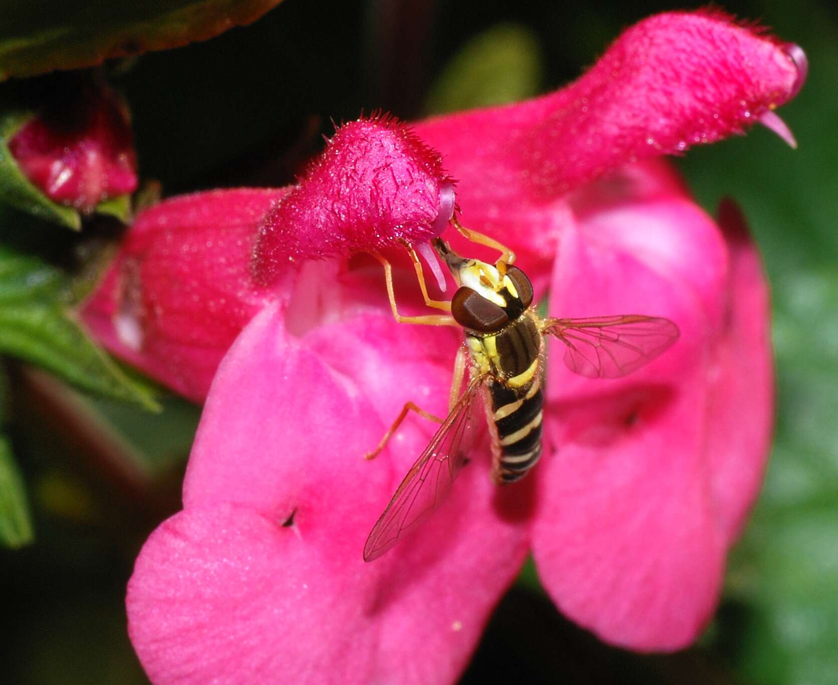 Sphaerophoria scripta (Linnaeus 1758) resmi