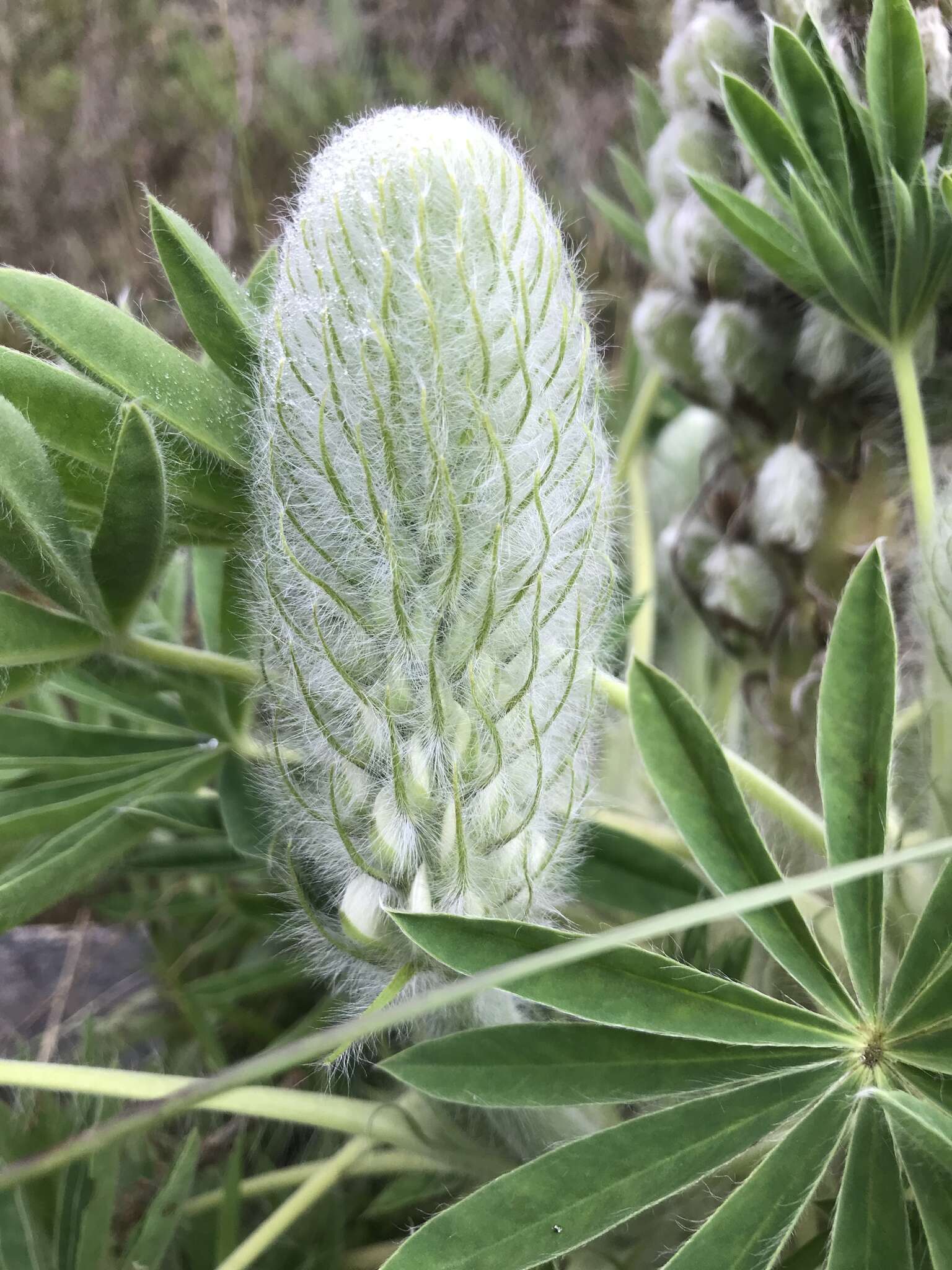 Image of Lupinus triananus C. P. Sm.