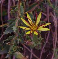 Image of Mutisia sinuata Cav.