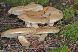 Image of Cortinarius alboaggregatus Soop 2005