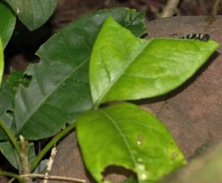 Imagem de Deinbollia oblongifolia (E. Mey. ex Arn.) Radlk.