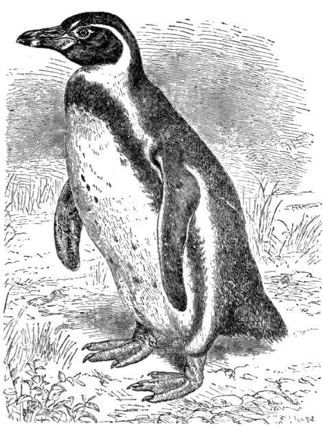 Image of Humboldt Penguin