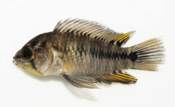 Image of Borelli's dwarf cichlid