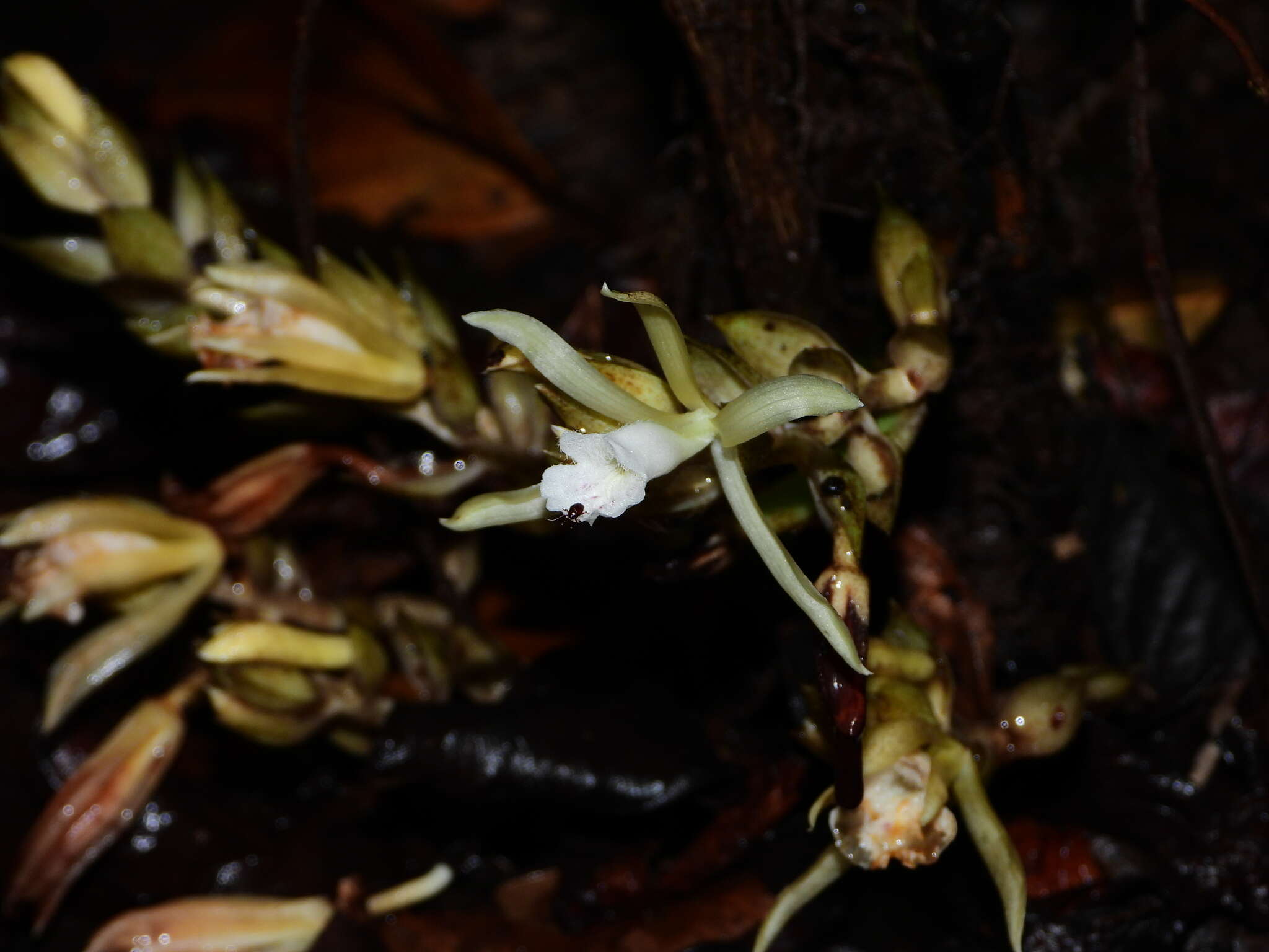 صورة <i>Palmorchis pubescens</i>