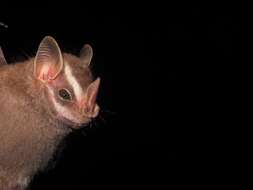 Image of Little Big-eyed Bat