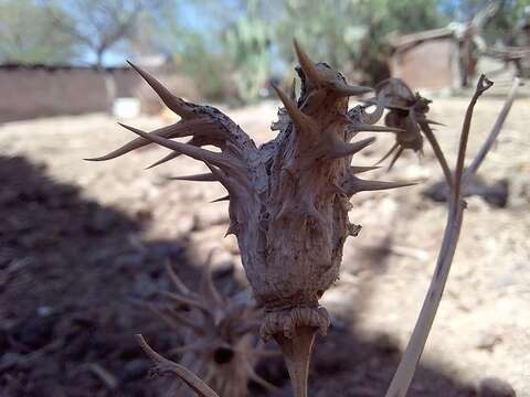 Image of Chinese thorn-apple