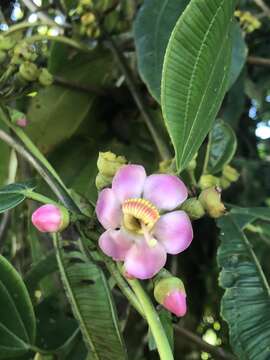 Image of Blakea maurofernandeziana (Cogn.) Penneys & Almeda