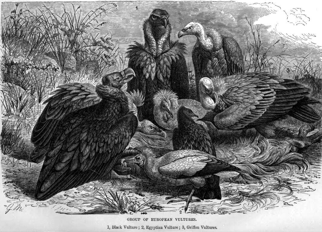 Image of Eurasian Griffon Vulture
