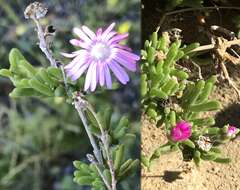 Image of Delosperma pageanum (L. Bol.) Schwant.