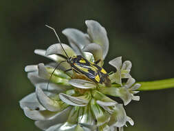 Image of Grypocoris sexguttatus (Fabricius 1777)