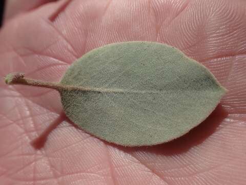 Image de Arctostaphylos canescens subsp. sonomensis (Eastw.) P. V. Wells