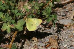 Image of Eastern Pale Clouded Yellow